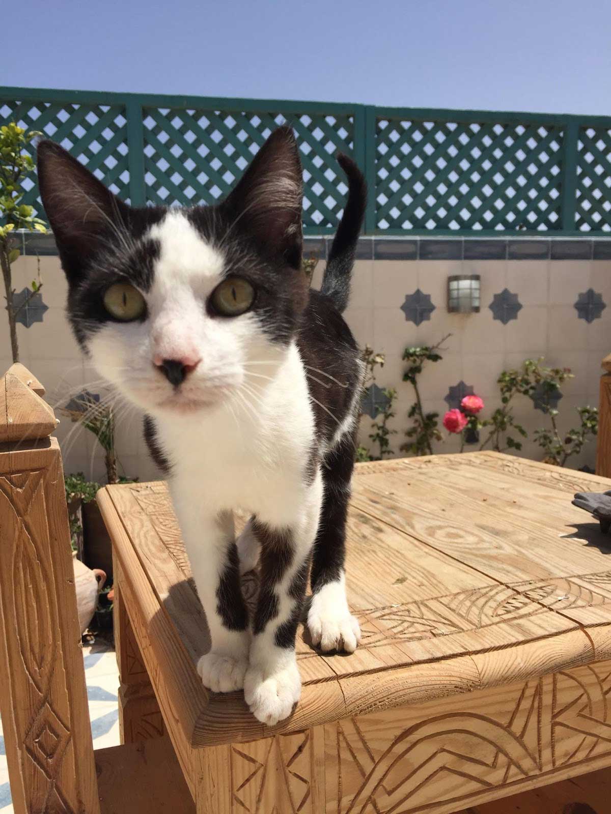 Essaouira Cats