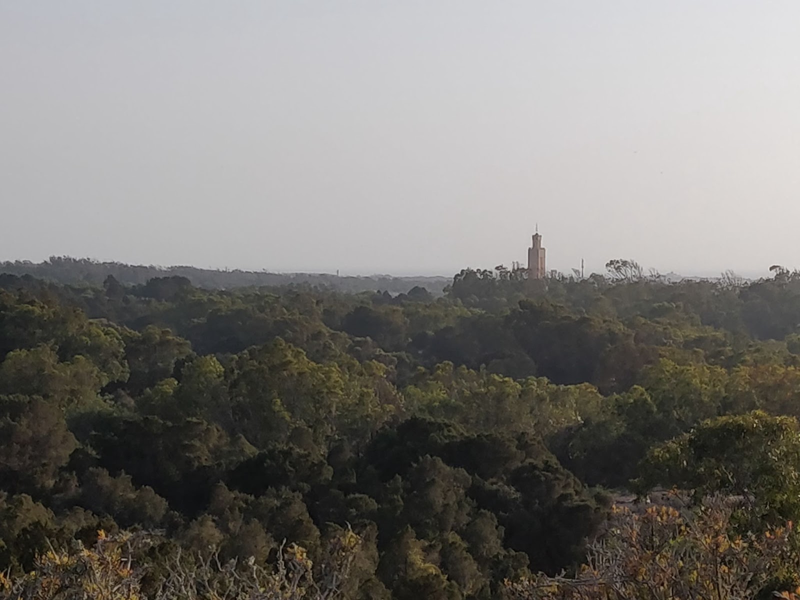 Essaouira forest
